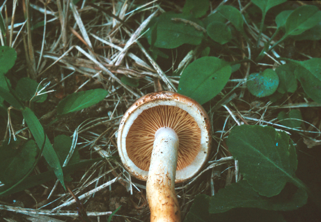 개암버섯