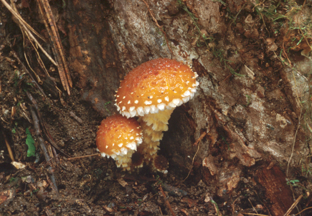 검은비늘버섯