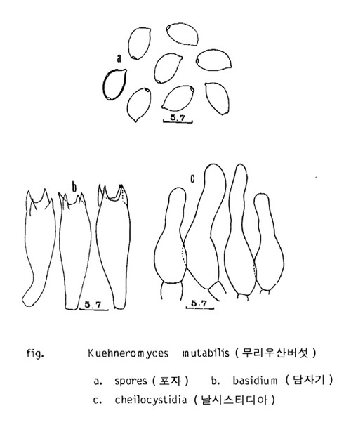 무리우산버섯