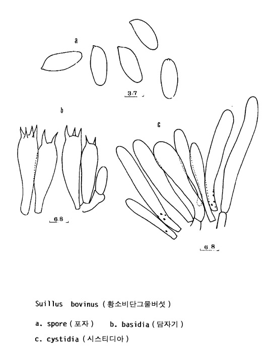 황소비단그물버섯