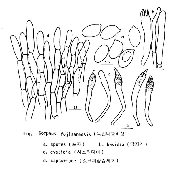 녹변나팔버섯