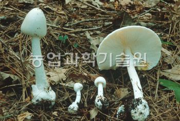 까치버섯