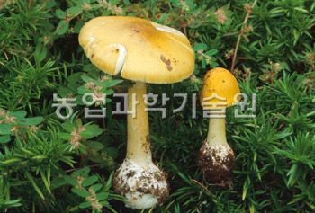 좀말불버섯