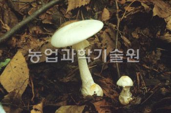 꽃흰목이