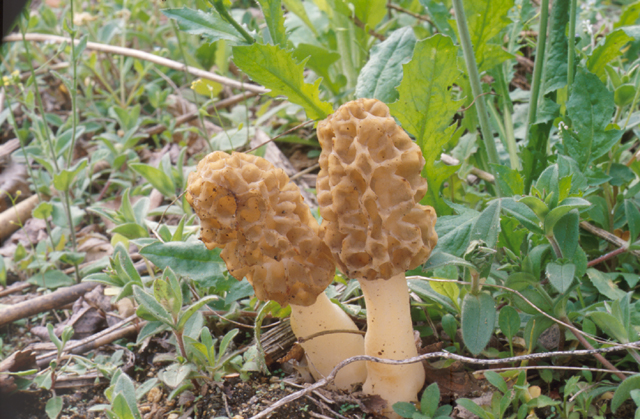 곰보버섯