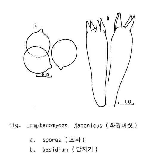 화경버섯