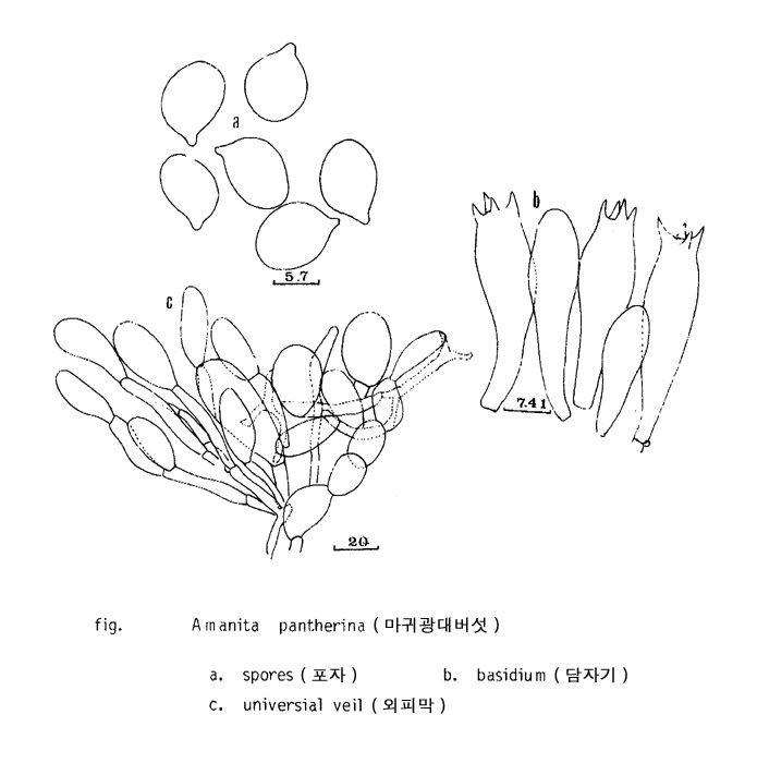 마귀광대버섯
