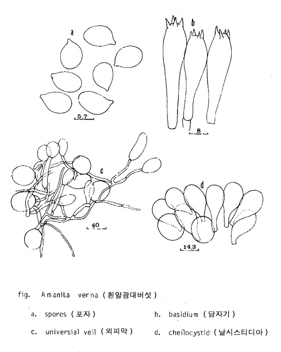 흰알광대버섯