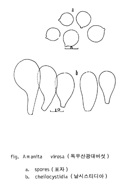 독우산광대버섯