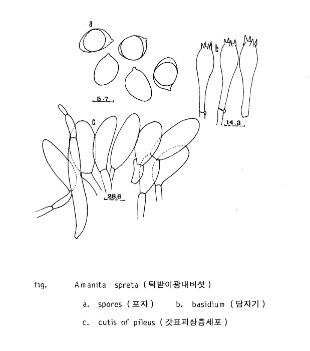 턱받이광대버섯