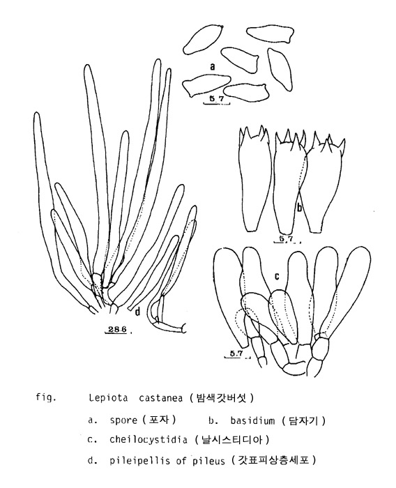 밤색갓버섯