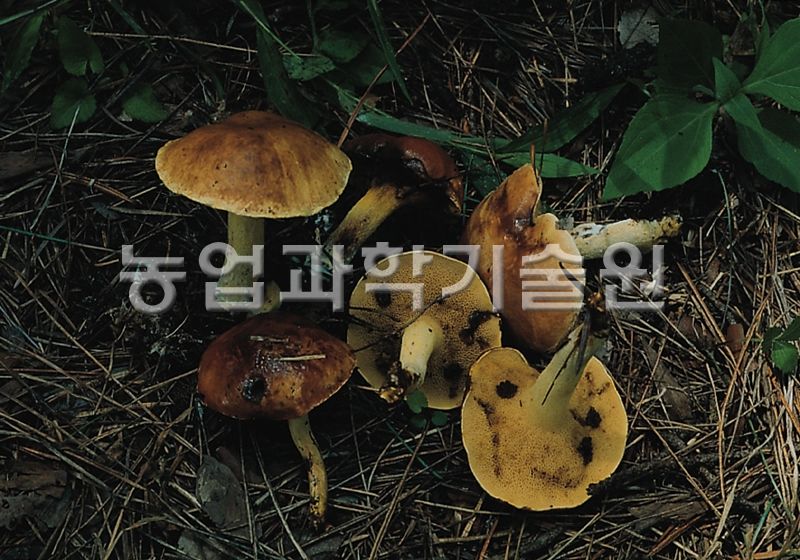 비단그물버섯