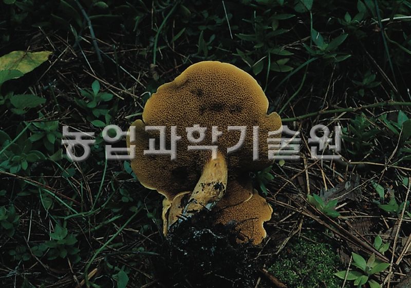 비단그물버섯