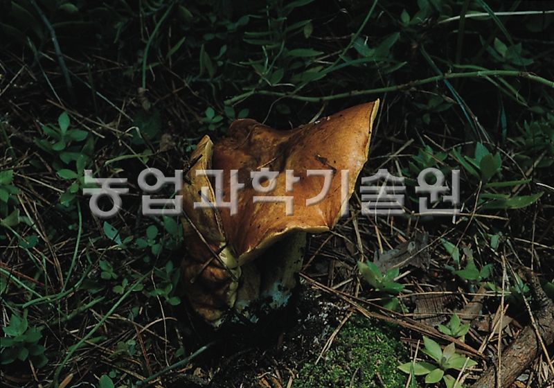 비단그물버섯