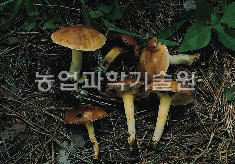 비단그물버섯