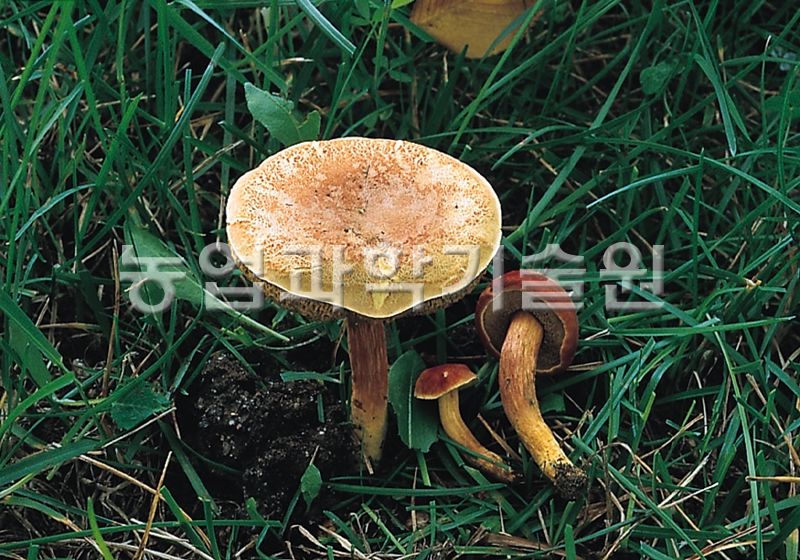 붉은그물버섯