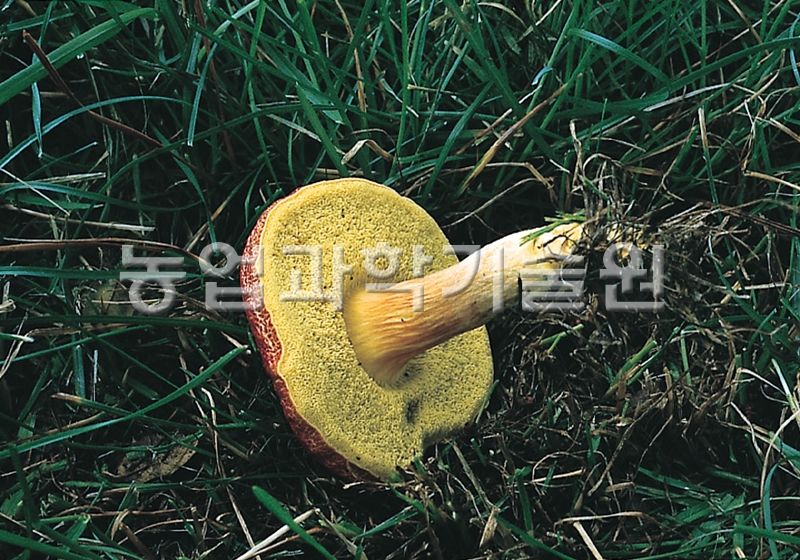 붉은그물버섯