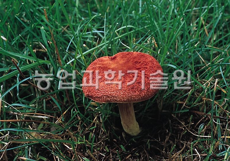 뿔나팔버섯