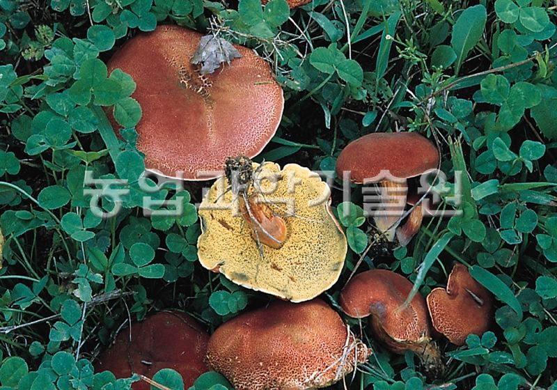 붉은그물버섯
