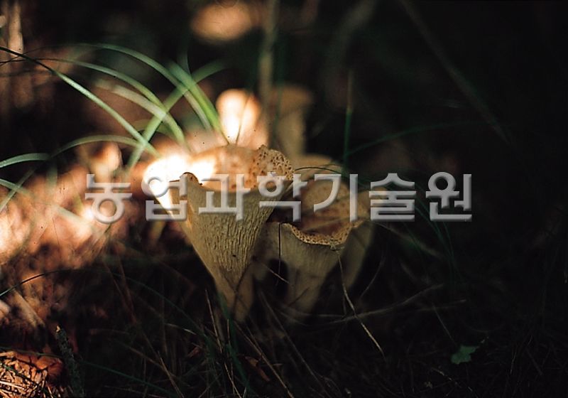 나팔버섯
