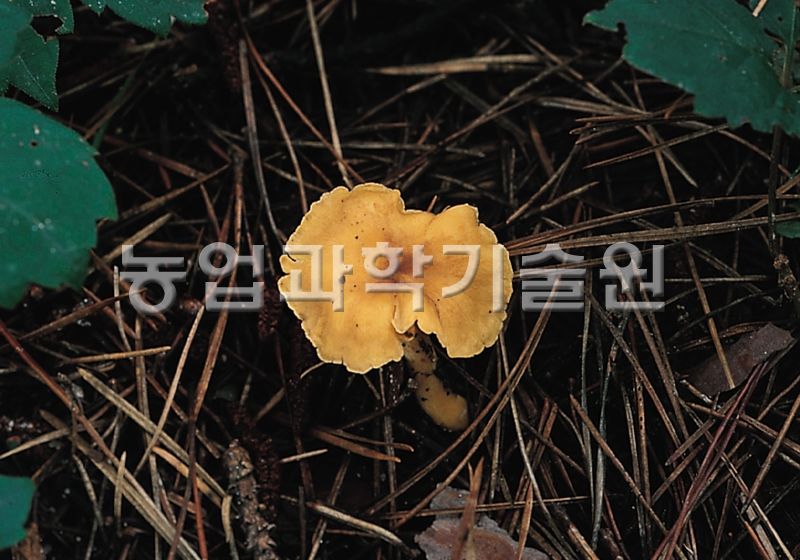 꾀꼬리버섯
