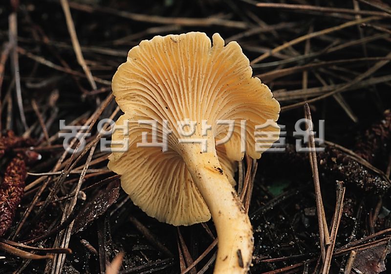 꾀꼬리버섯