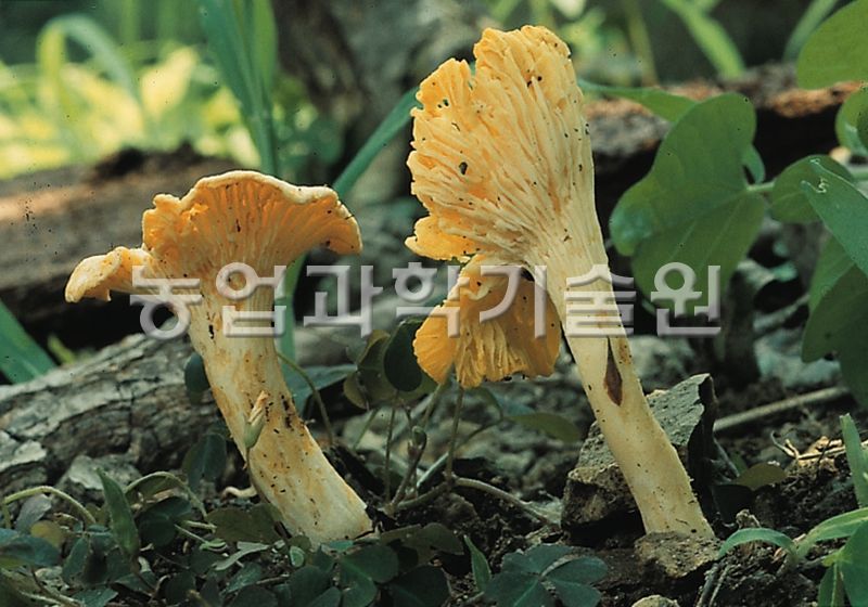 꾀꼬리버섯