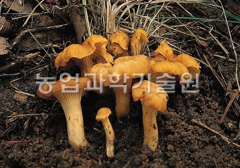 꾀꼬리버섯