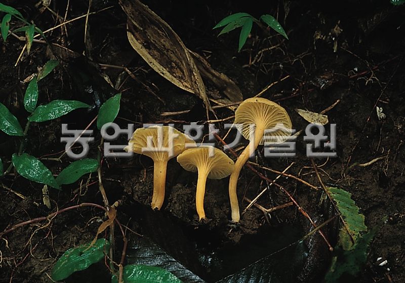 애기꾀꼬리버섯