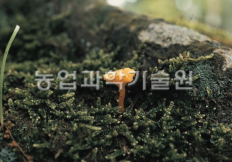 애기꾀꼬리버섯