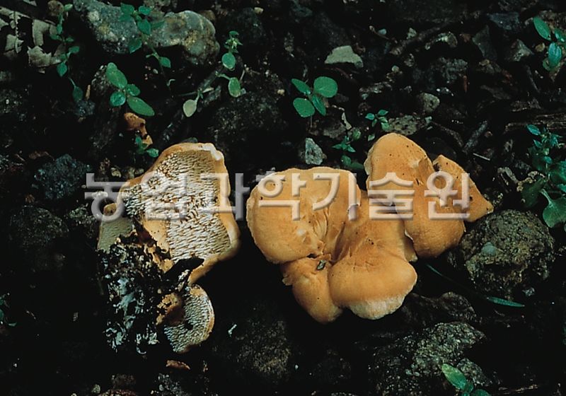 흰턱수염버섯