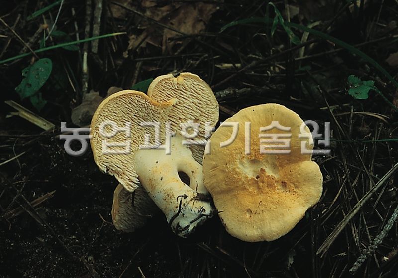 흰턱수염버섯