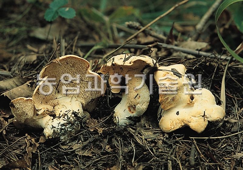 흰턱수염버섯