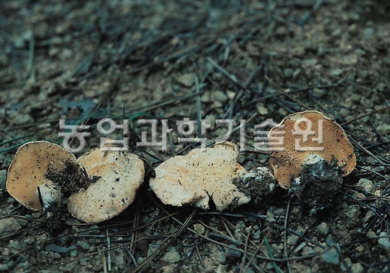 흰턱수염버섯