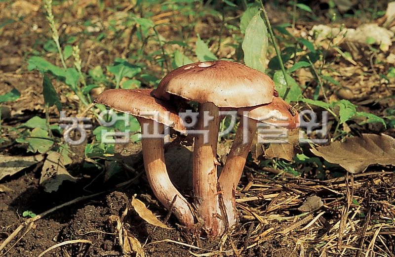 적갈색벚꽃버섯