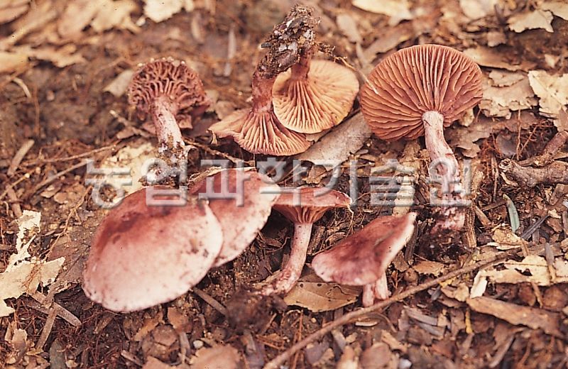 적갈색벚꽃버섯