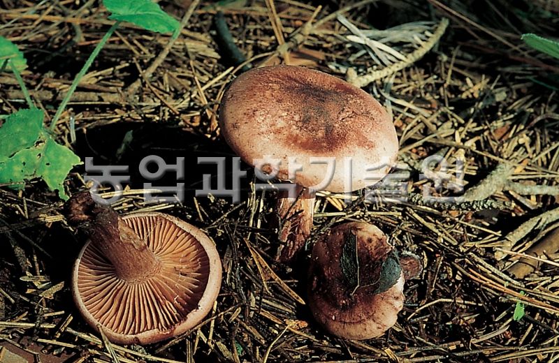 적갈색벚꽃버섯