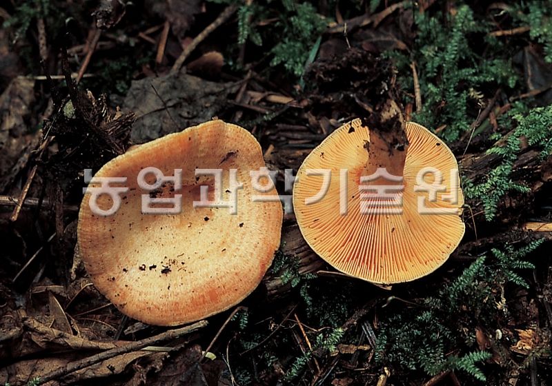 붉은젖버섯