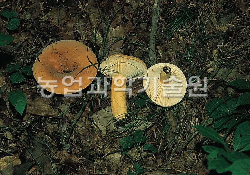 흰주름젖버섯