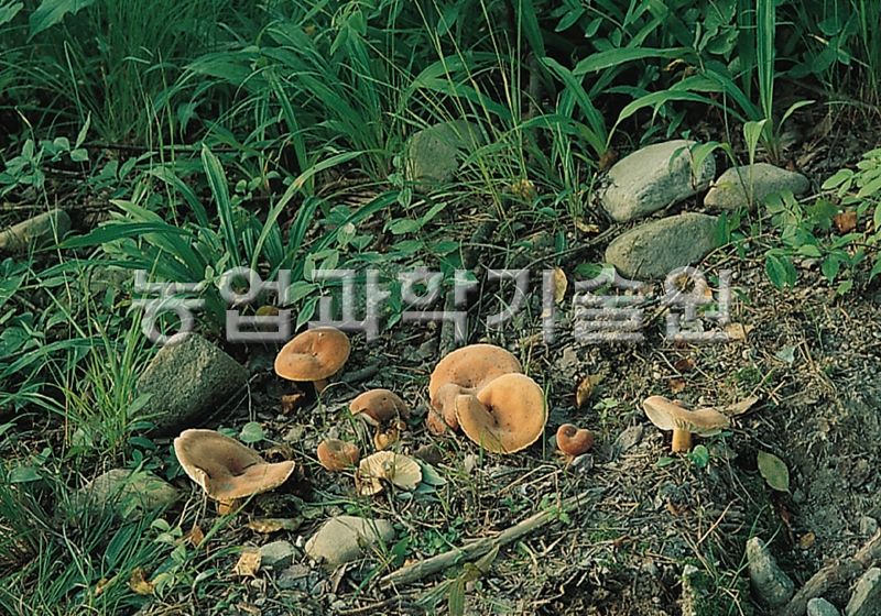 흰주름젖버섯