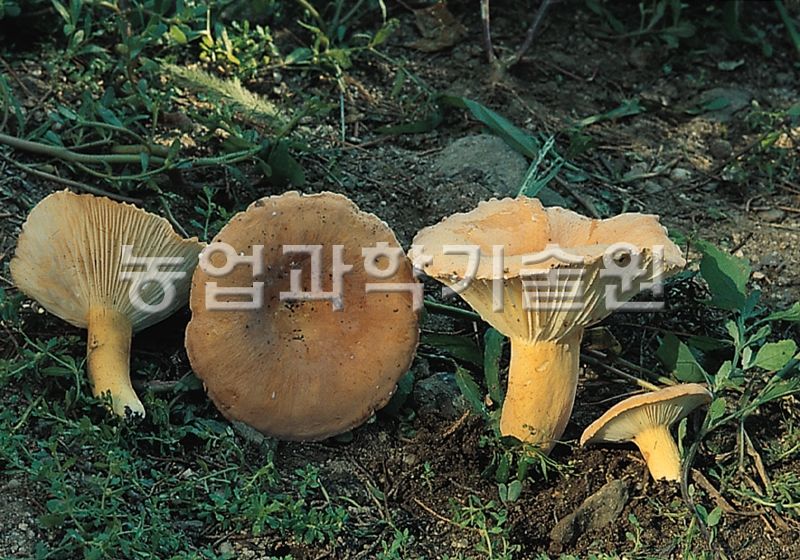흰주름젖버섯