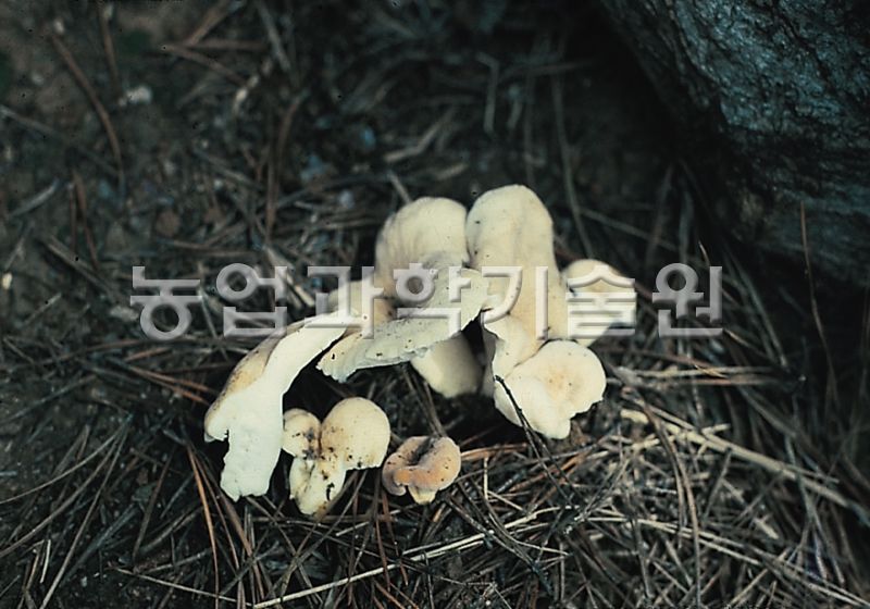 흰주름젖버섯