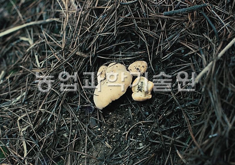 흰주름젖버섯