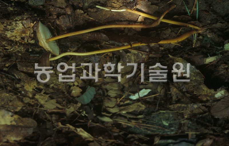 털긴뿌리버섯