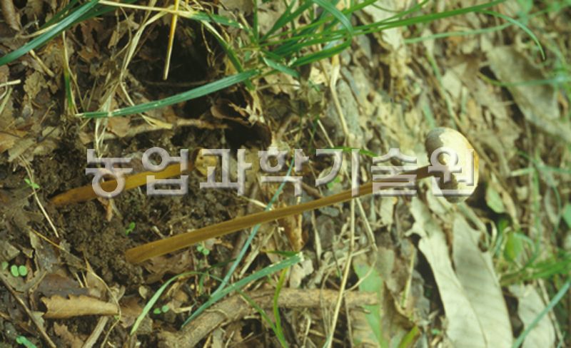 털긴뿌리버섯