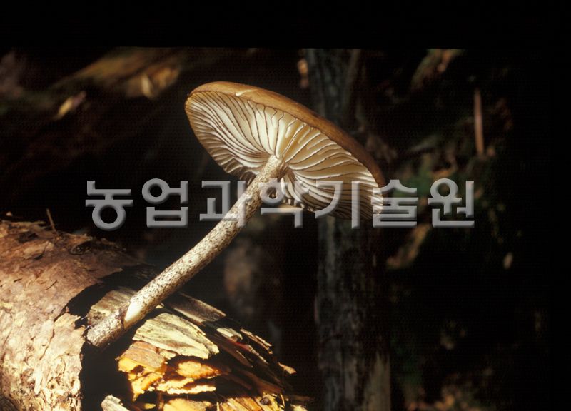 갈색날긴뿌리버섯