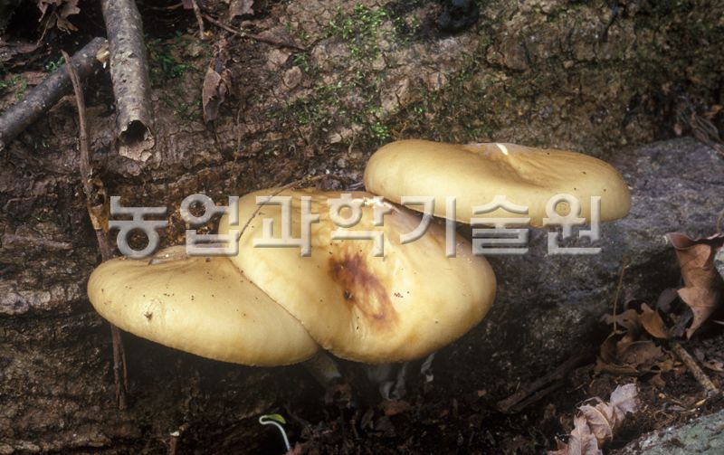 갈색날긴뿌리버섯
