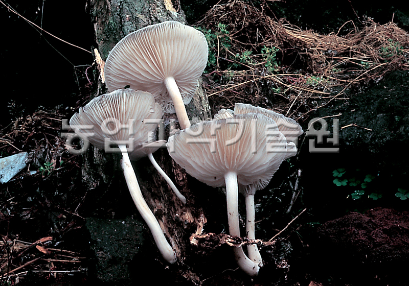 긴뿌리버섯