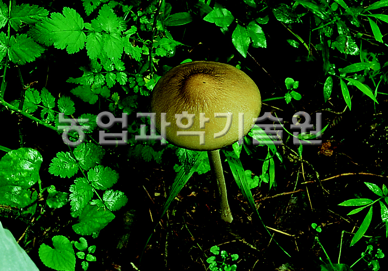 긴뿌리버섯