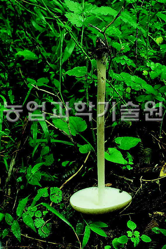 긴뿌리버섯